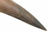 Bargain, Spinosaurus Tooth - Restored Tip #214319-2